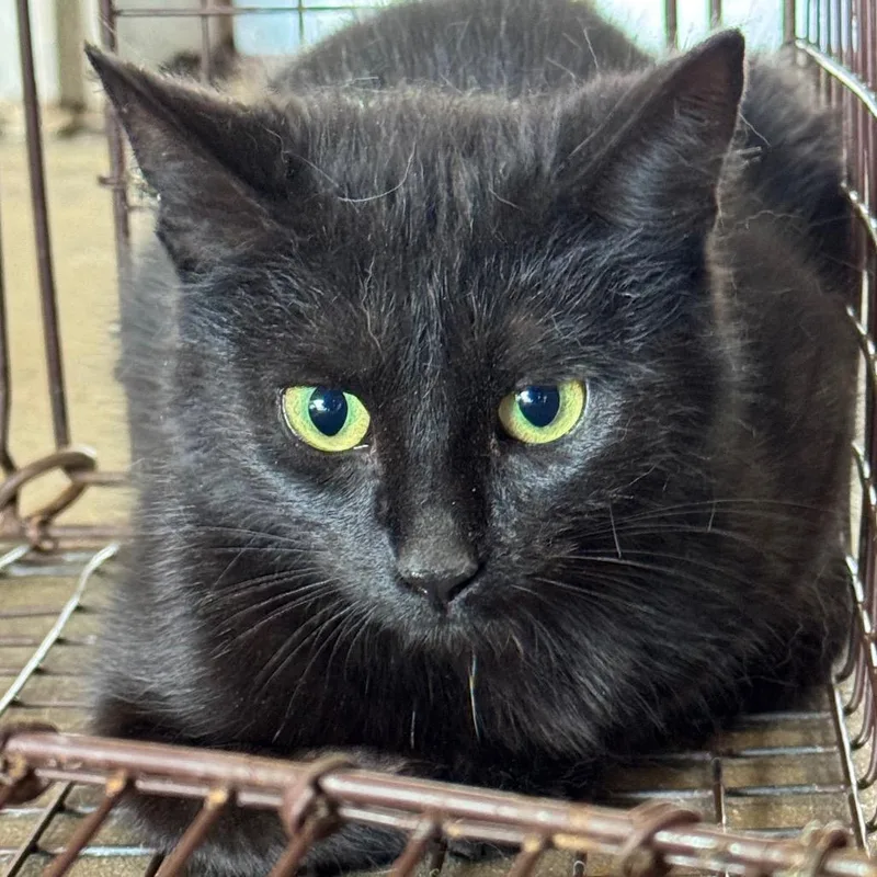 An adult medium-sized female Black Domestic Short Hair cat named Cherry Blossom for adoption in Birmingham, AL