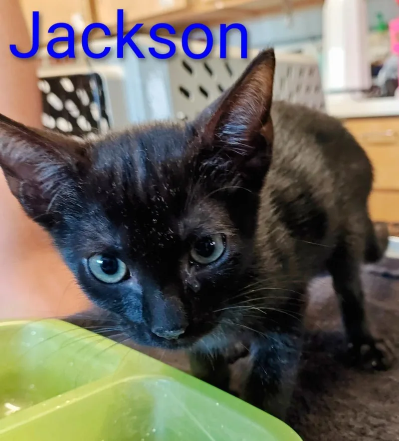 A baby small-sized male Domestic Short Hair cat named Jackson for adoption in Mena, AR