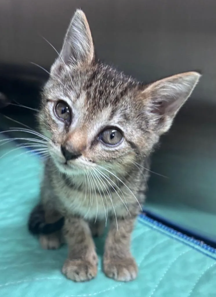 A baby small-sized female Domestic Short Hair cat named Sidney Prescott for adoption in Seven Points, TX