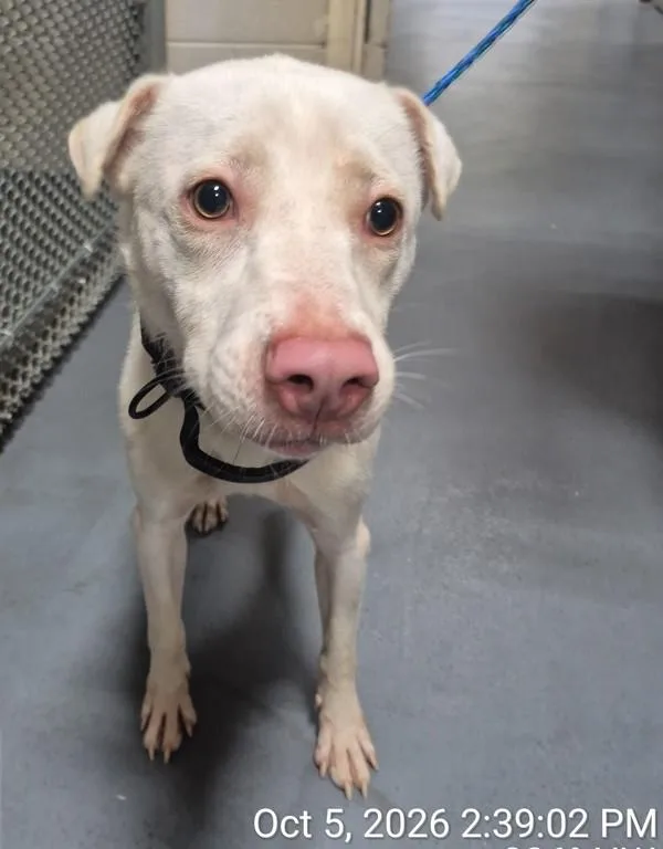 An adult medium-sized male Labrador Retriever dog named Doc for adoption in Dallas, GA