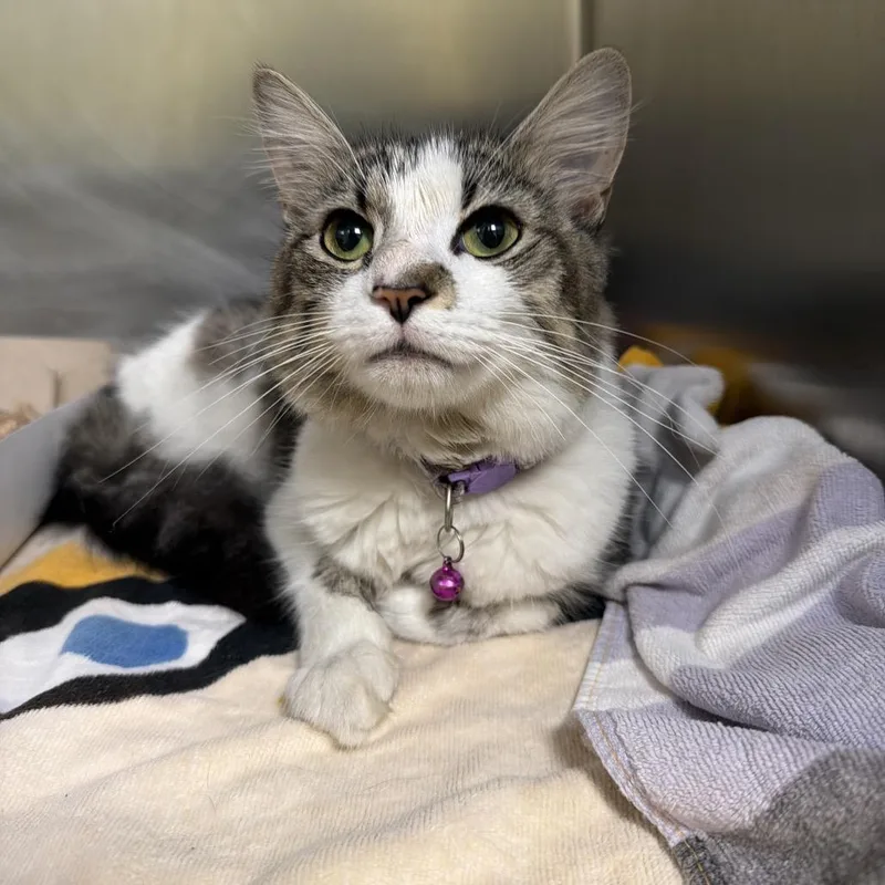 An adult medium-sized female Brown / Chocolate Domestic Short Hair cat named MONTStray for adoption in Perkiomenville, PA
