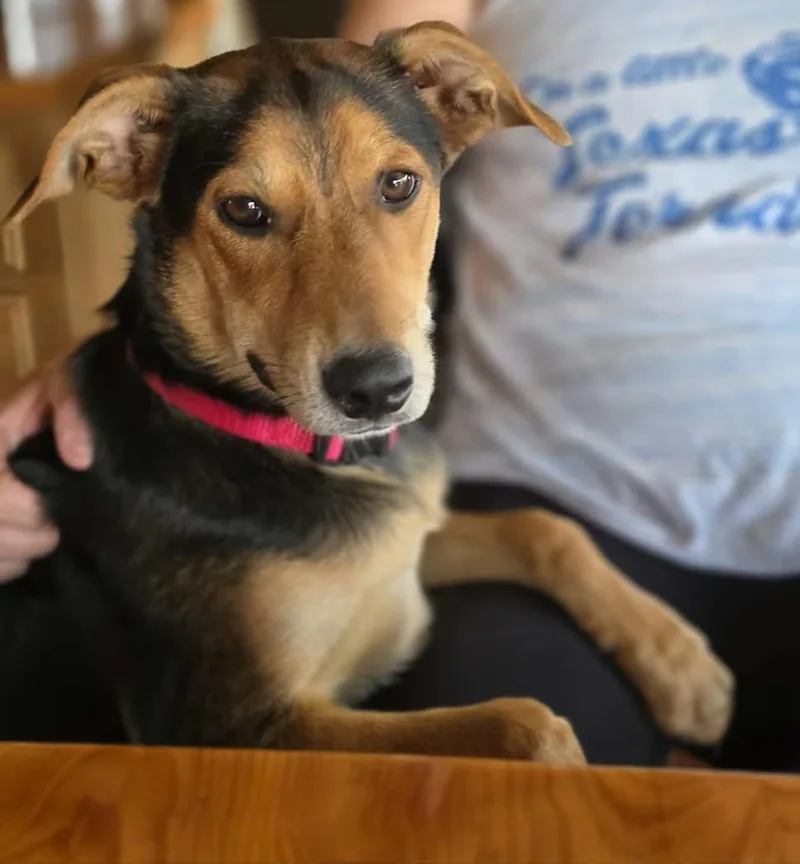 A baby medium-sized male Beagle dog named Cedar for adoption in Boerne, TX