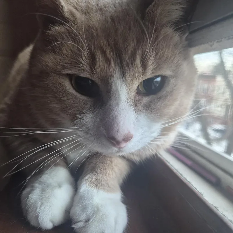 Brinkley thumbnail 2