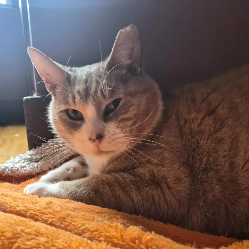 Brinkley thumbnail 3