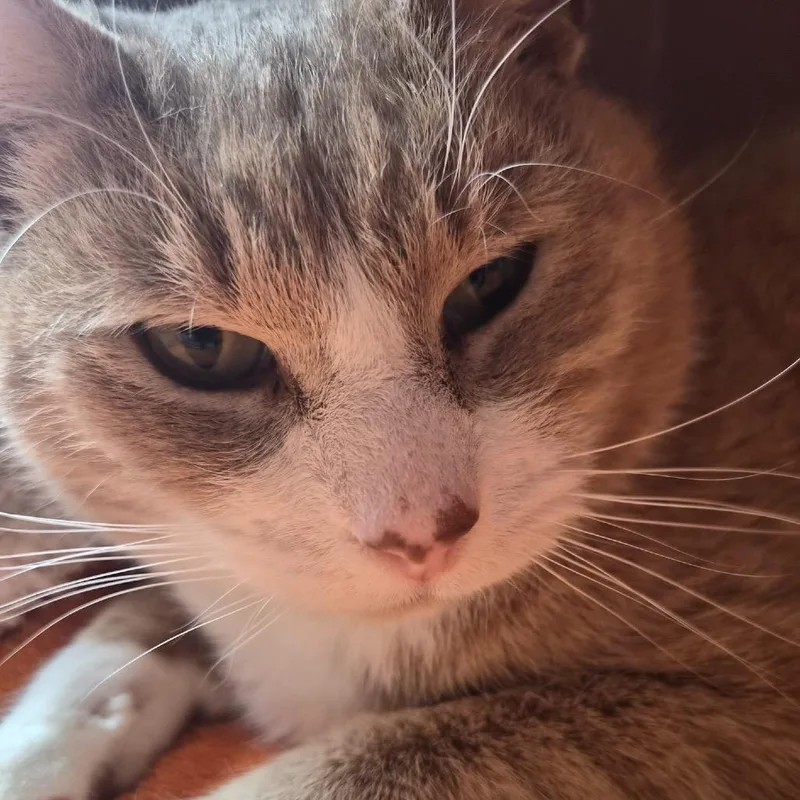 Brinkley thumbnail 4