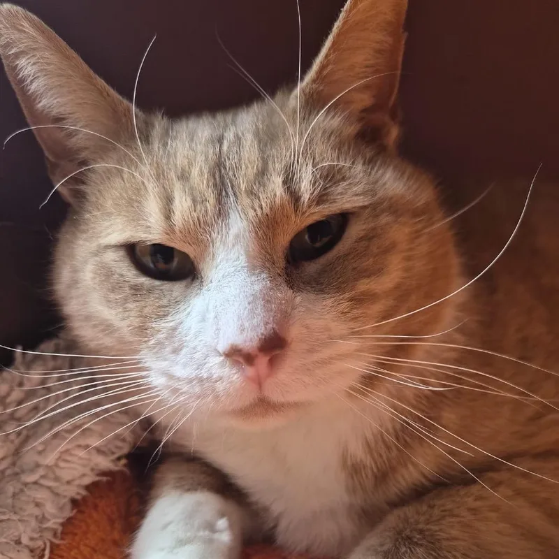 Brinkley thumbnail 5