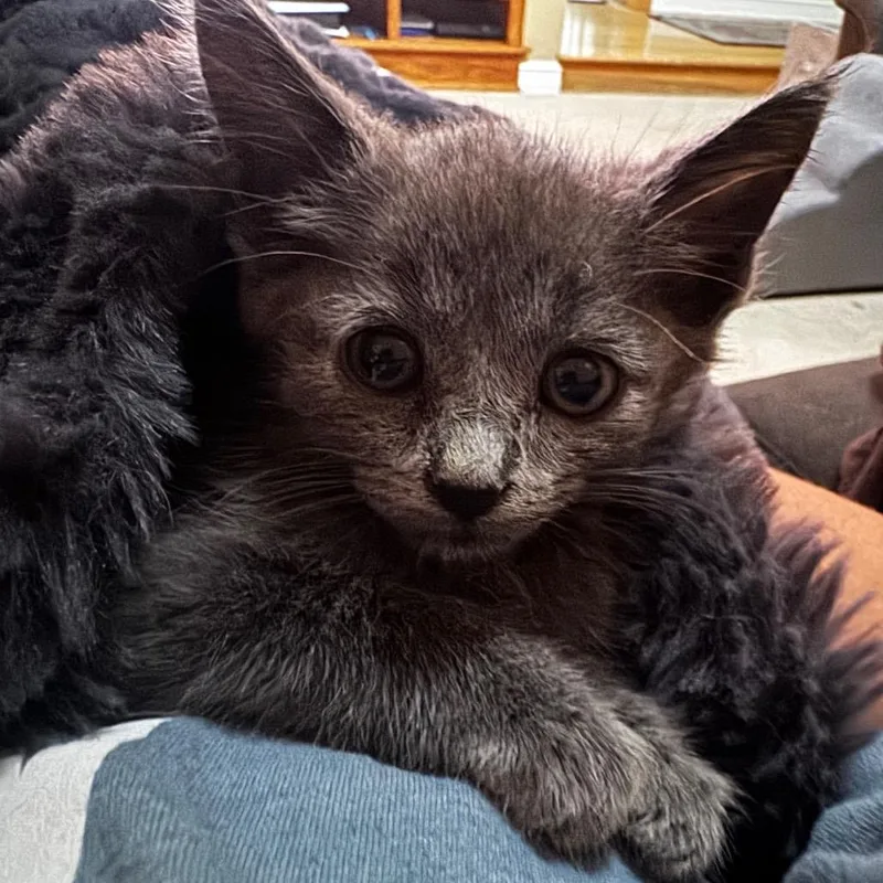 A baby small-sized male Domestic Short Hair cat named Callahan  Gray Baby for adoption in Defiance, OH