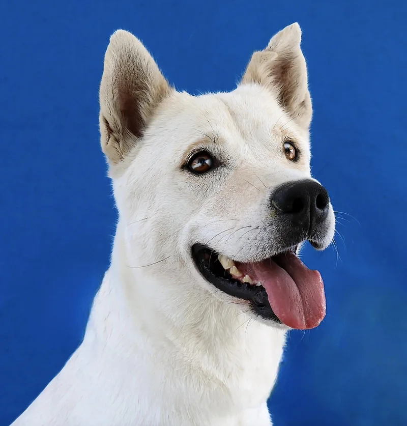 A young large-sized female Labrador Retriever dog named Linda for adoption in Pasadena, CA