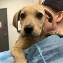A baby medium-sized female Yellow / Tan / Blond / Fawn Labrador Retriever dog named Nova Scotia for adoption in Tampa, FL