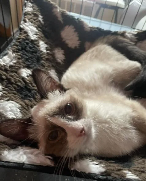 DOLLY blueeyed baby