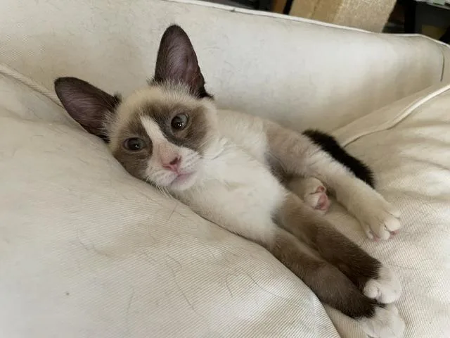 DOLLY blueeyed baby thumbnail 2