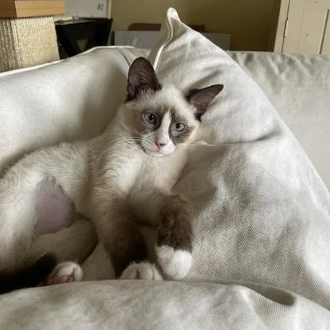DOLLY blueeyed baby thumbnail 3
