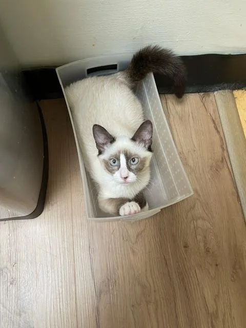 DOLLY blueeyed baby thumbnail 4