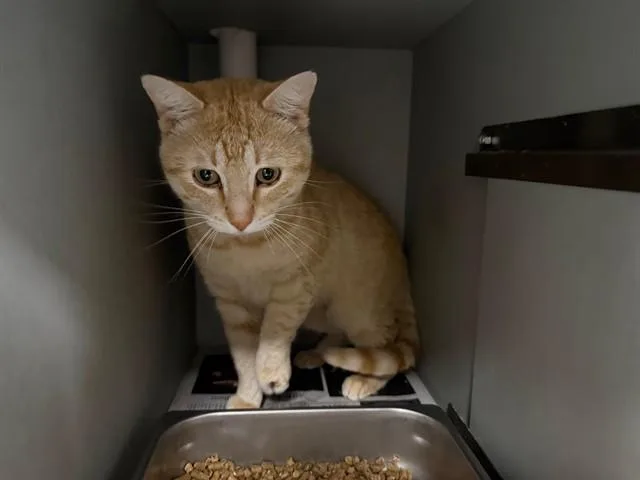 A young small-sized male Domestic Short Hair cat named Garfield for adoption in Garland, TX
