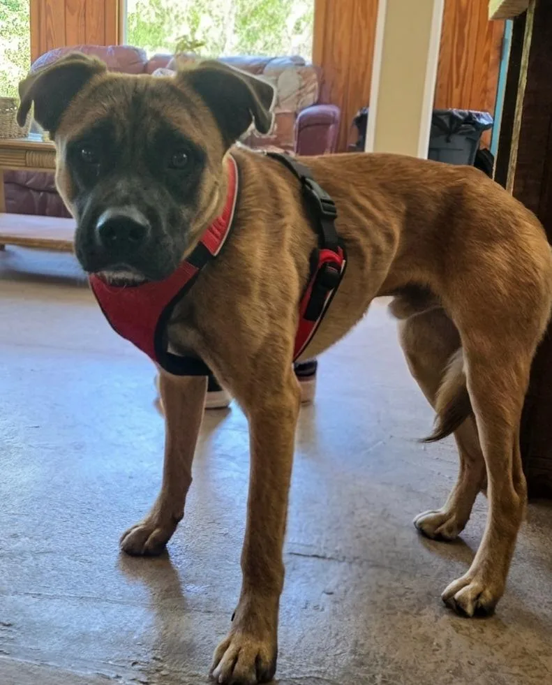 A young large-sized male Boxer dog named Marcus for adoption in Rutherfordton, NC
