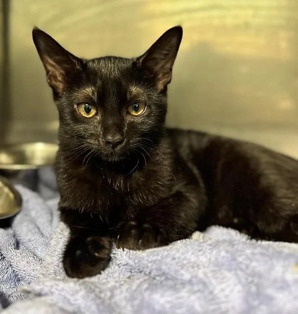A baby small-sized female Domestic Short Hair cat named Petra for adoption in York, SC