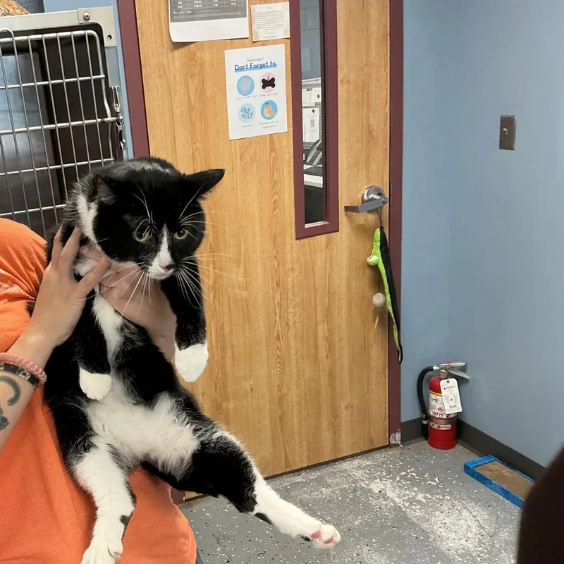 An adult large-sized male Black Domestic Short Hair cat named Tuxedo for adoption in St Joseph, MO
