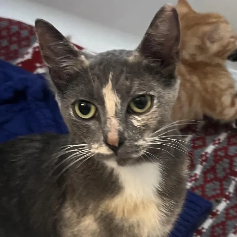 A young small-sized female Calico Domestic Short Hair cat named Daisy for adoption in Long Beach, CA
