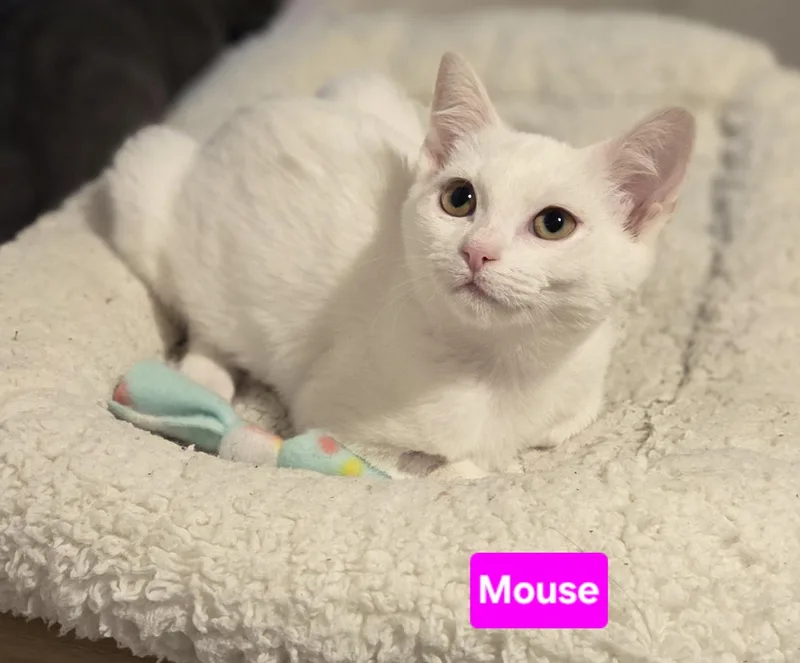 A baby small-sized female White Domestic Short Hair cat named Mouse for adoption in Brighton, MI