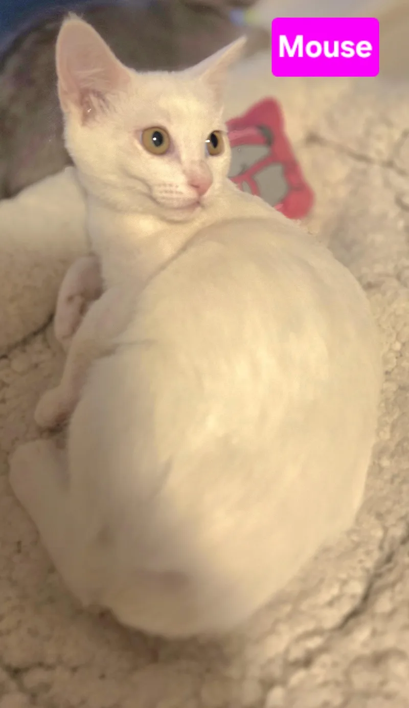 Mouse thumbnail 2