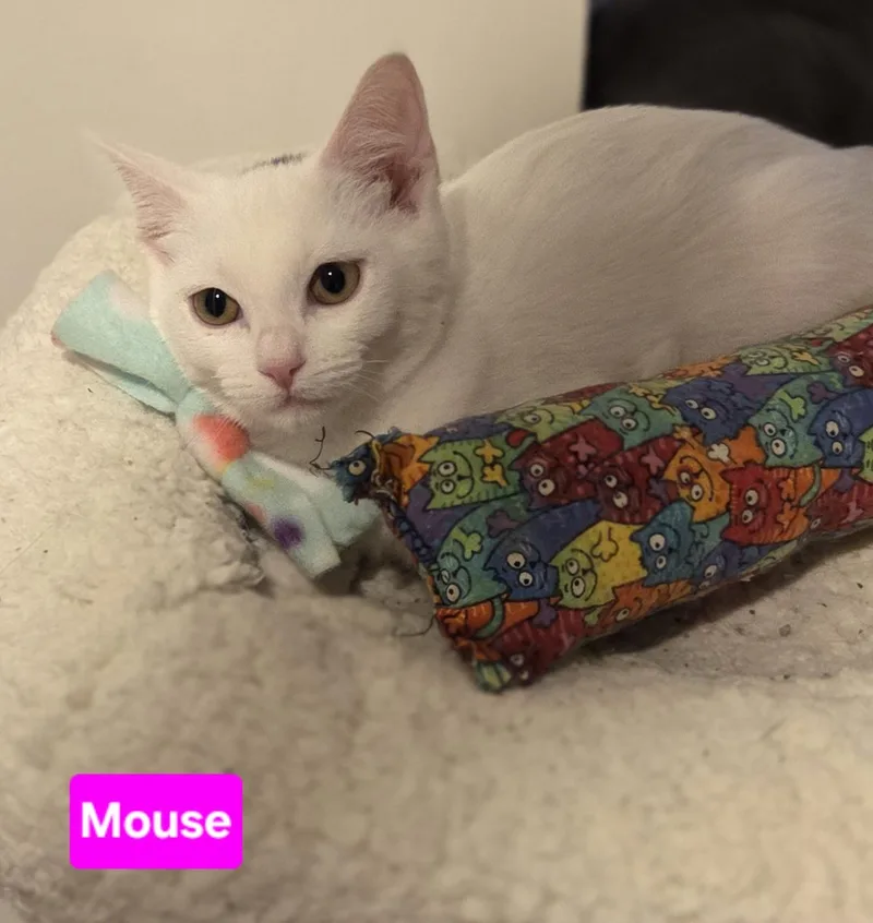Mouse thumbnail 3