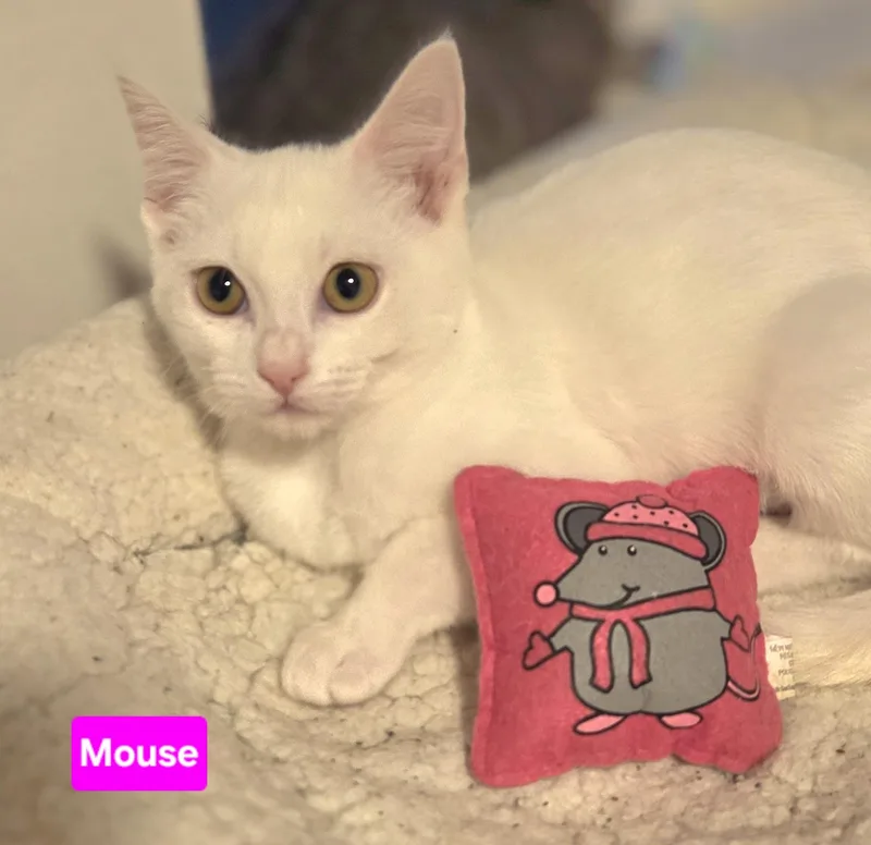 Mouse thumbnail 4