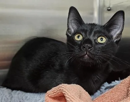 A young small-sized male Domestic Short Hair cat named Haymitch for adoption in Phoenix, AZ