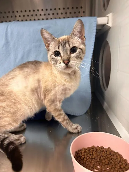 A baby medium-sized female Domestic Short Hair cat named Stella for adoption in Minot, ND