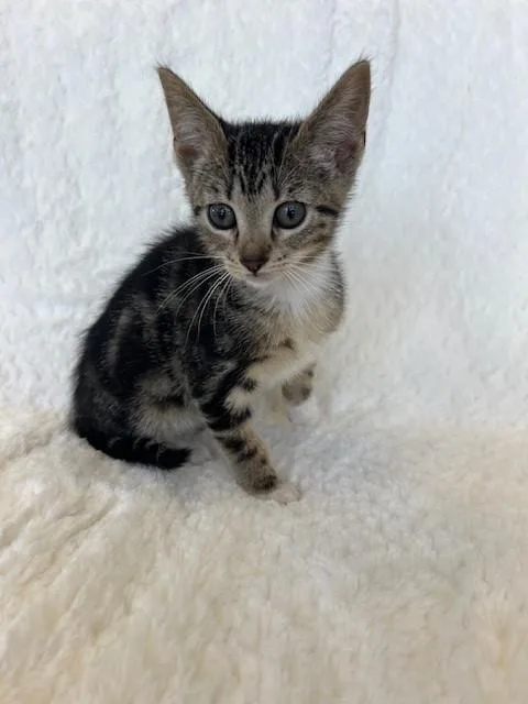 A young small-sized female Tabby (Brown / Chocolate) Domestic Short Hair cat named Sisu for adoption in Tyler, TX