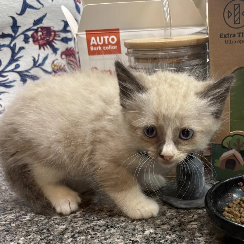 A baby small-sized male Gray / Blue / Silver Domestic Short Hair cat named Archimedes for adoption in Long Beach, CA