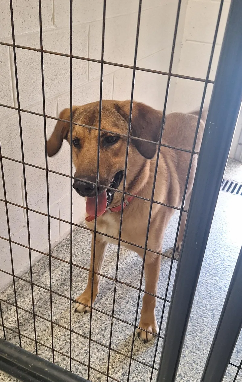 A young medium-sized male Mixed Breed dog named Rooster II for adoption in Stanton, KY