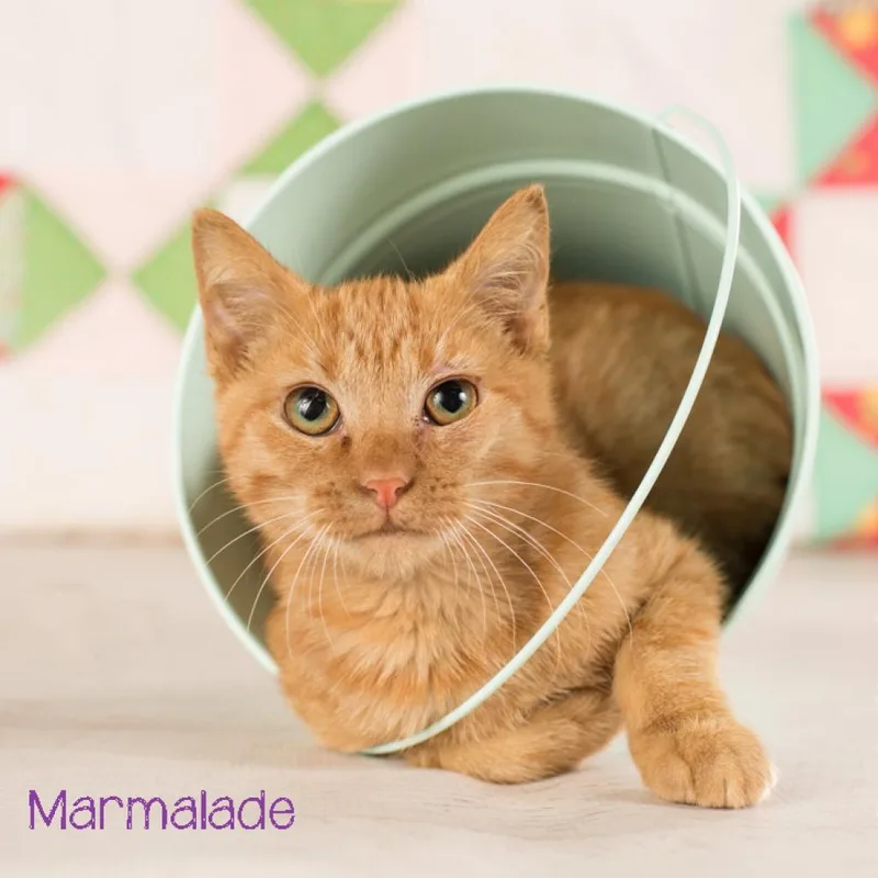 Marmalade