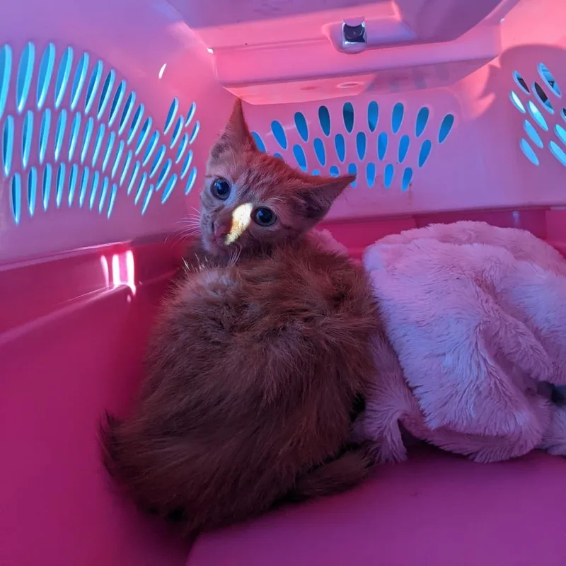 Marmalade thumbnail 2