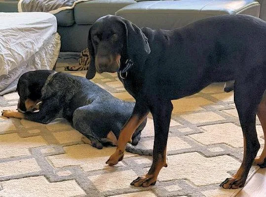 A young large-sized male Black and Tan Coonhound dog named Jones for adoption in Leawood, KS