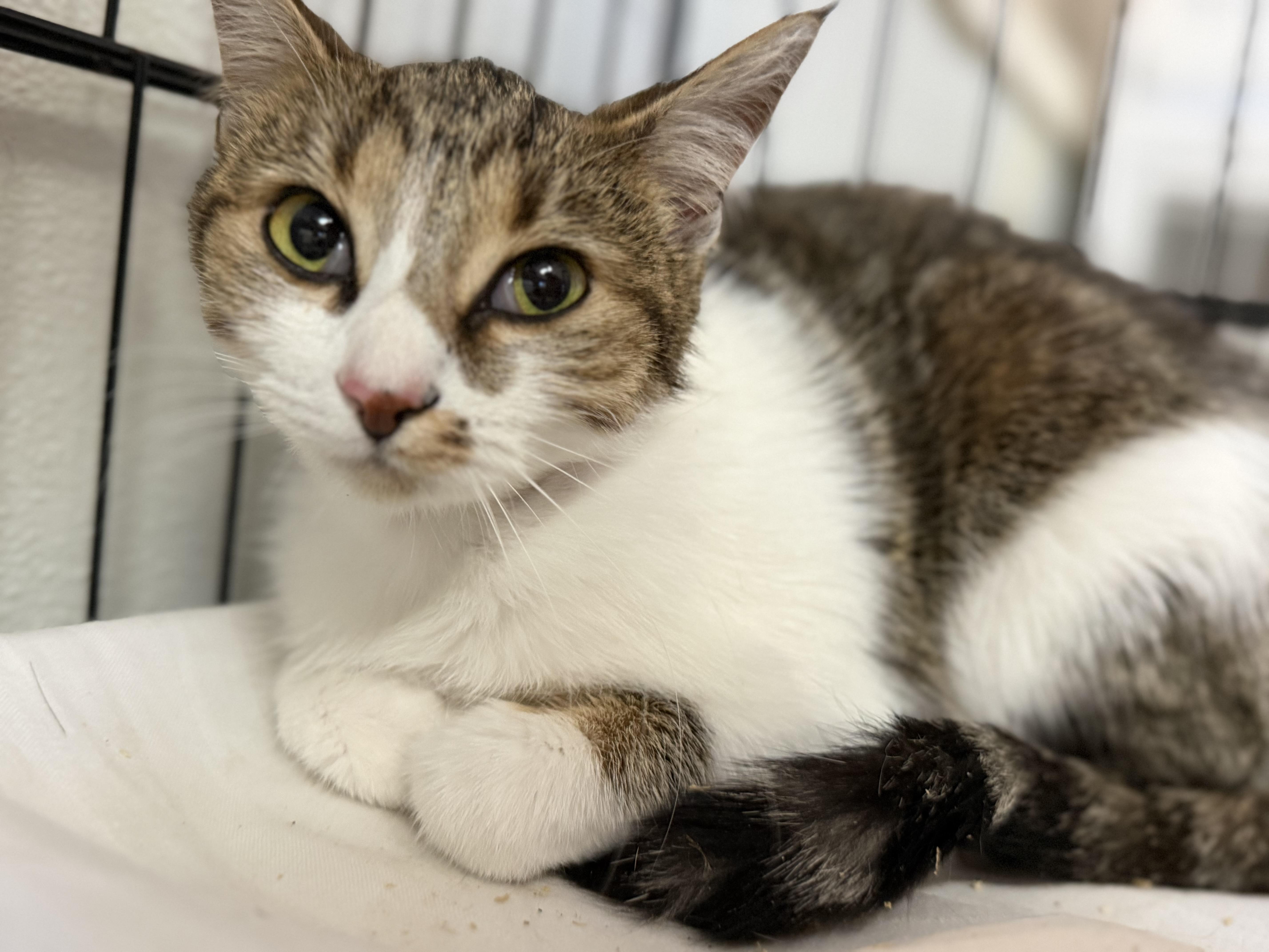 A baby medium-sized female Domestic Short Hair cat named Pumpkin for adoption in Columbia, SC