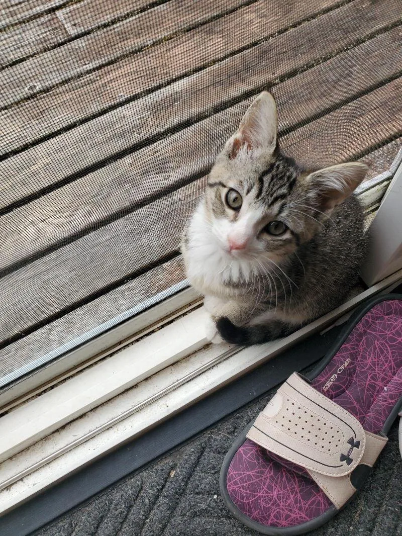 An adult small-sized female Tabby (Brown / Chocolate) Domestic Short Hair cat named Celia Mia for adoption in Arlington, WA