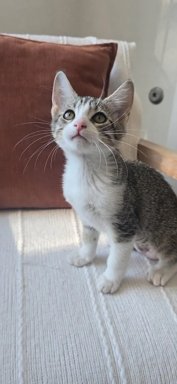 A baby small-sized female Domestic Short Hair cat named Abbey for adoption in Bonsall, CA