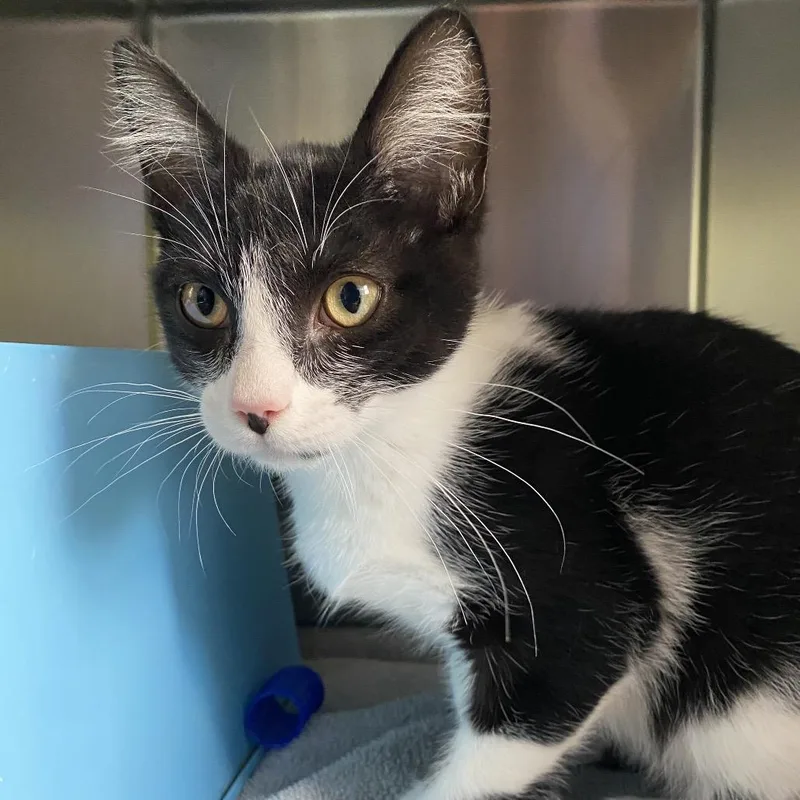 A baby small-sized male Black Domestic Short Hair cat named TuxedoSam for adoption in Grand Rapids, MI