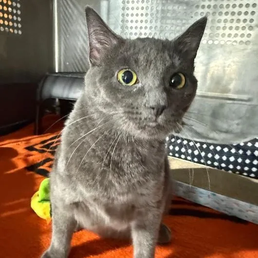 A young medium-sized female Gray / Blue / Silver Domestic Short Hair cat named Ida for adoption in Gresham, WI