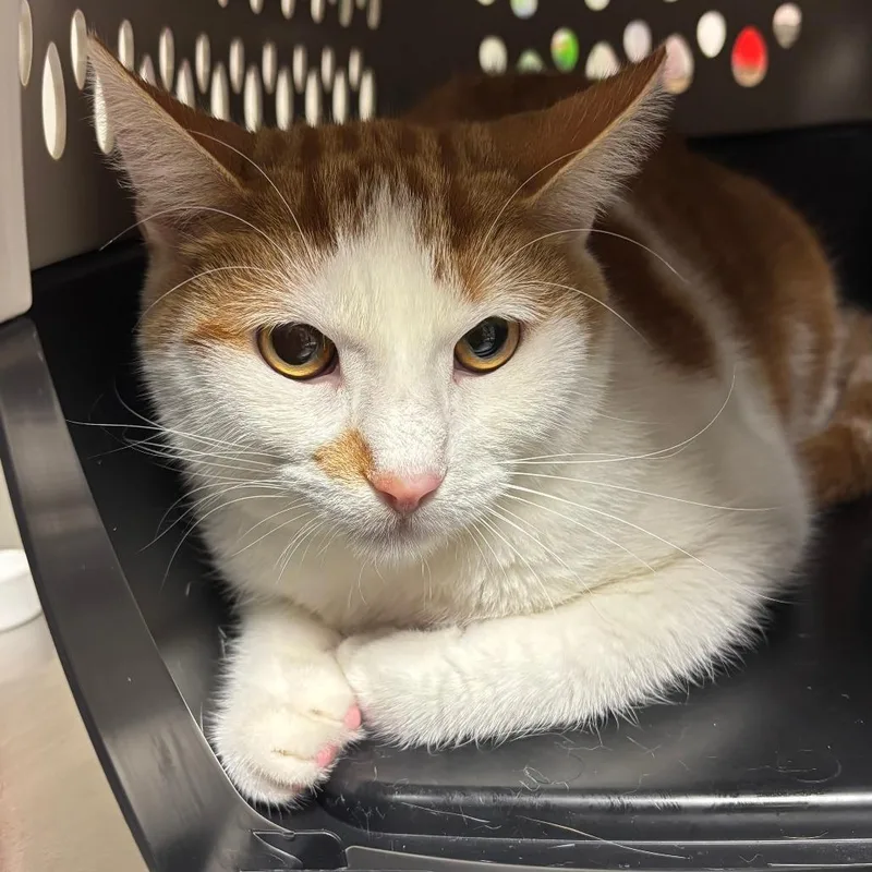 A young medium-sized male Orange / Red Domestic Short Hair cat named Houdini for adoption in Ottawa, KS