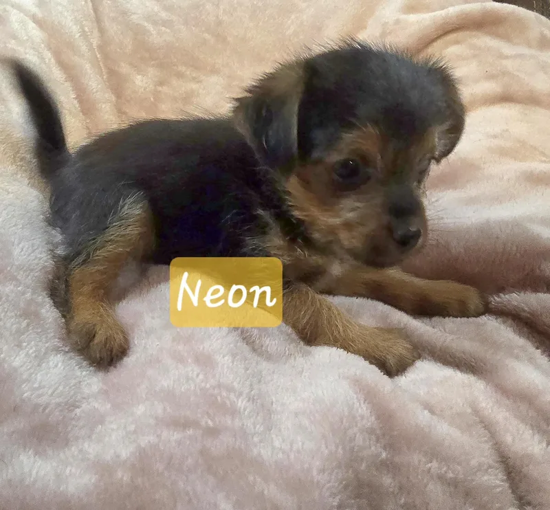A baby small-sized male Black Cairn Terrier dog named Neon for adoption in Athens, AL