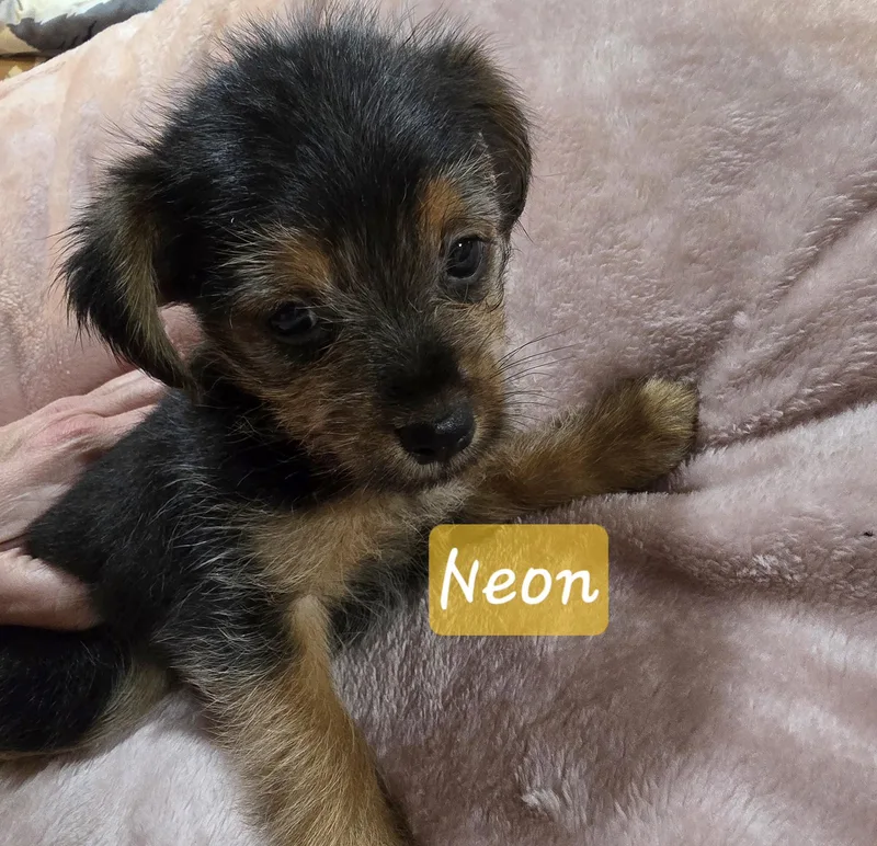 Neon thumbnail 3