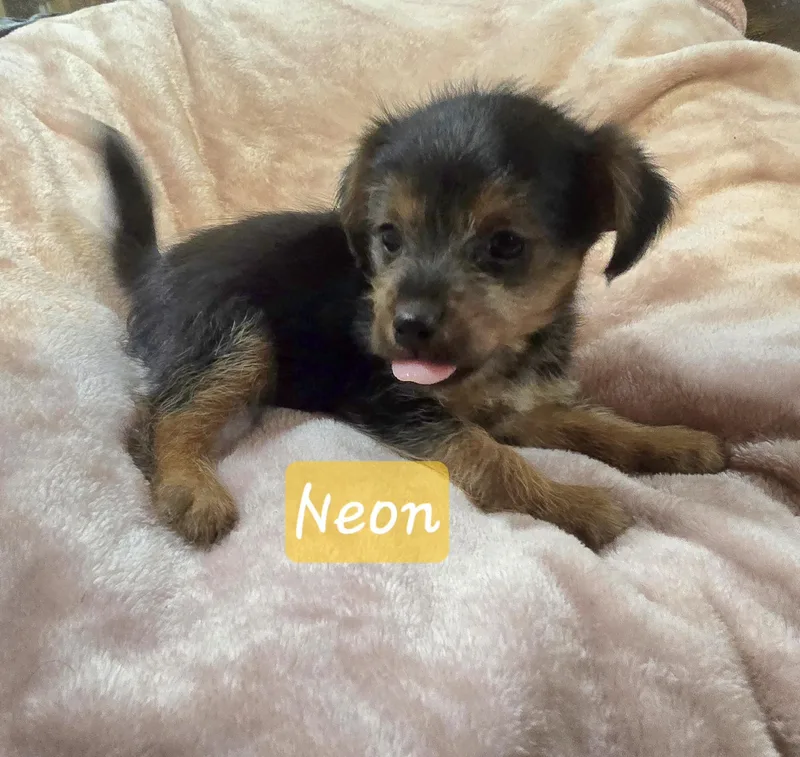 Neon thumbnail 4