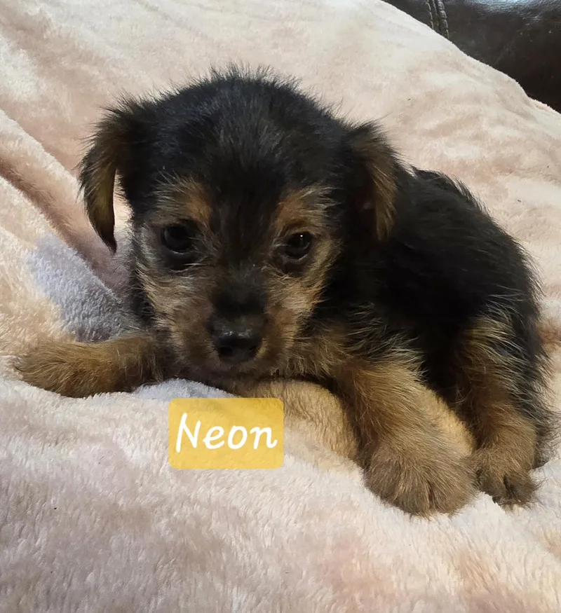 Neon thumbnail 5