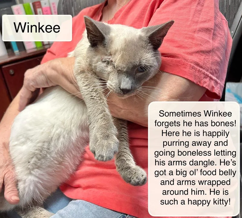 An adult medium-sized male Blue Cream Siamese cat named Winkie for adoption in Ellicott City, MD