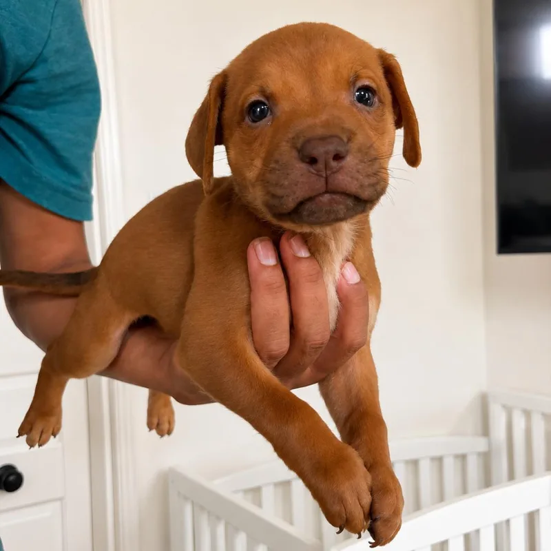 A baby small-sized female Red / Chestnut / Orange American Staffordshire Terrier dog named Cinnamon for adoption in San Diego, CA