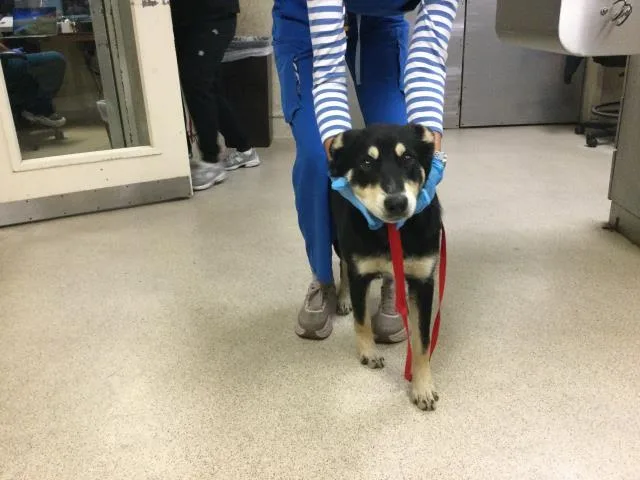 A young medium-sized male German Shepherd Dog dog named Brad for adoption in Riverside, CA