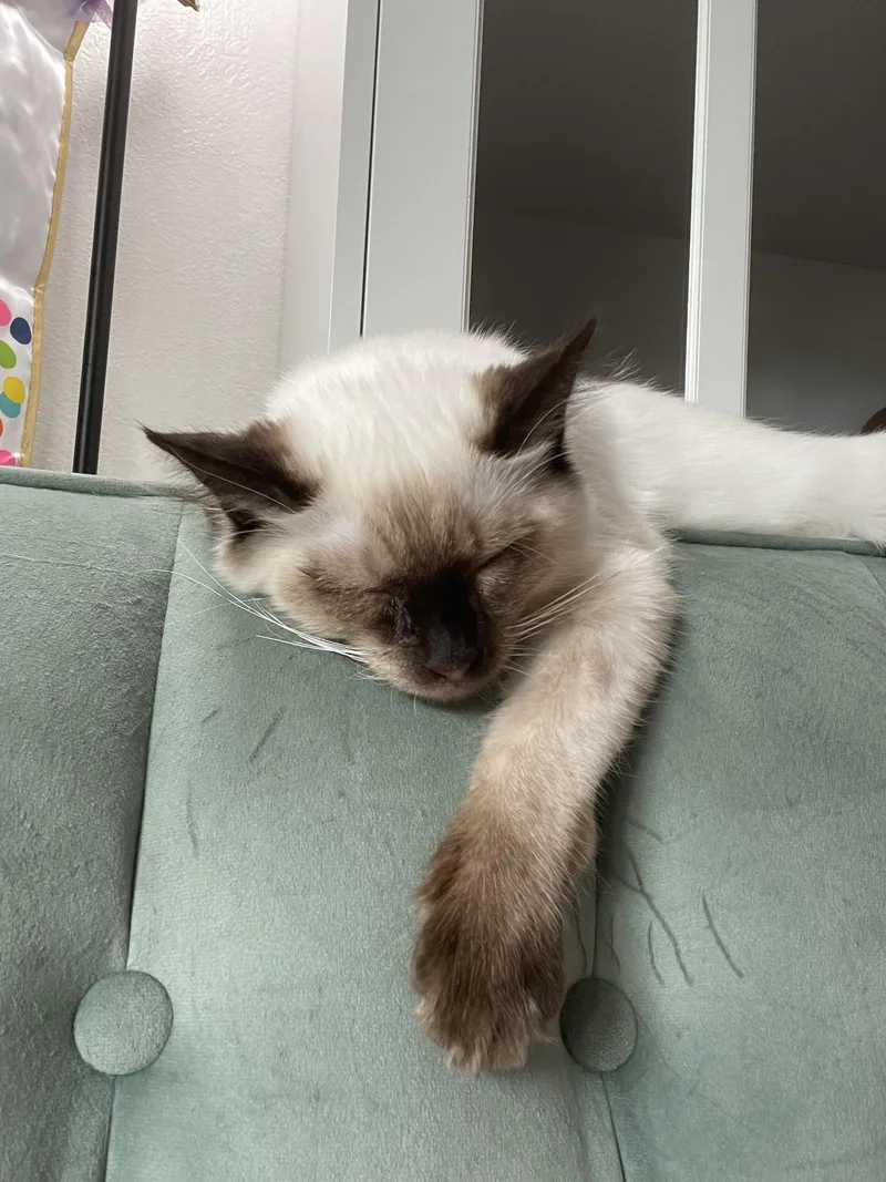 Garfunkel thumbnail 2