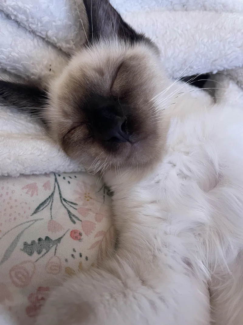 Garfunkel thumbnail 3