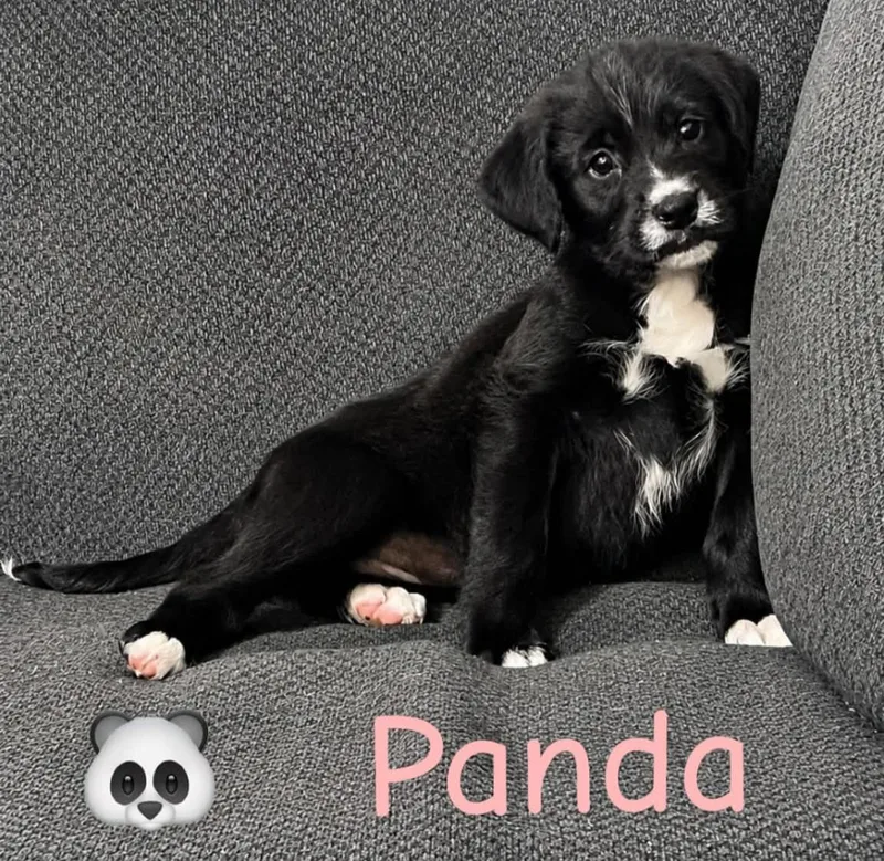 A baby medium-sized female Black Labradoodle dog named Panda for adoption in Grand Rapids, MI